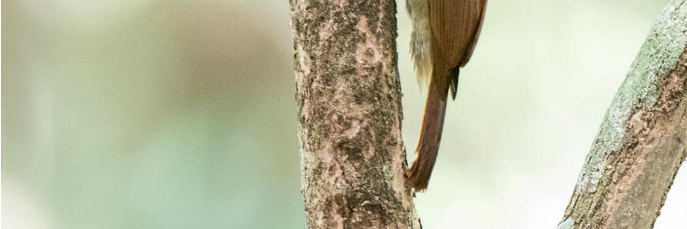 Red-necked Woodpecker Campephilus rubricollis 31.10. ZF-2 torni, Ä 1 ja 6.11. Manacapuru, 1.