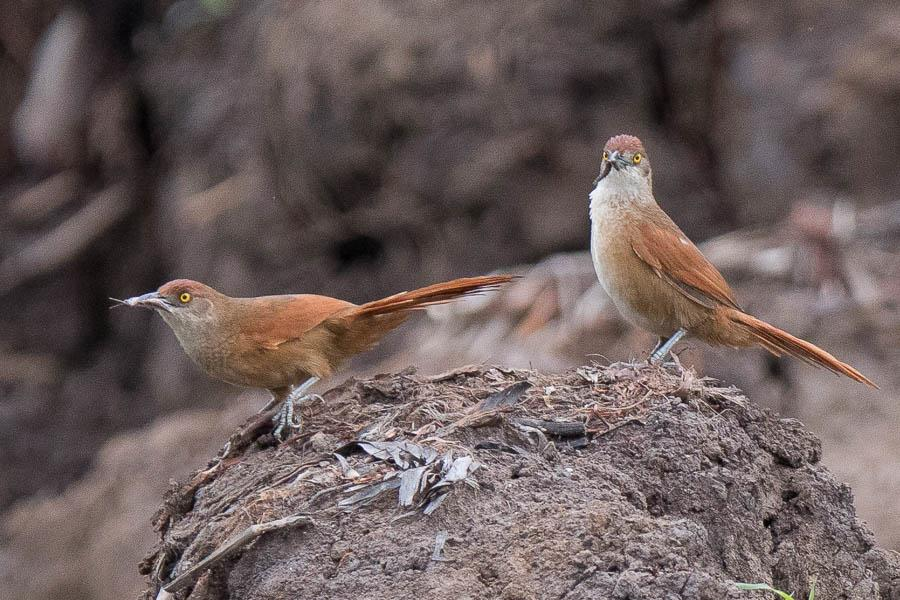 http://www.xeno-canto.org/345859 Parker's Spinetail Cranioleuca vulpecula 5.11. Ilha Marchantaria, 1 Ä. Greater Thornbird Phacellodomus ruber 12.11. Fazenda Praia Altan sisäänajotien kosteikolla kaksi lintua.