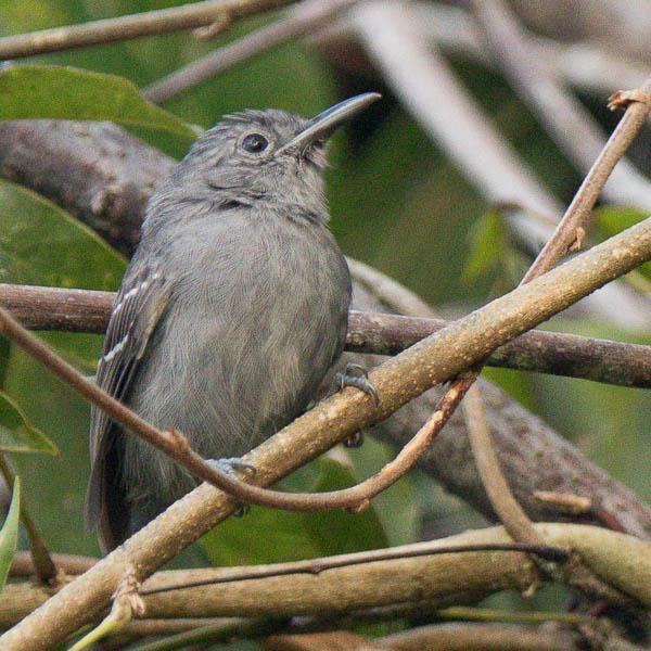 Rufous-winged Antshrike Thamnophilus torquatus 15.11. Brasília, Botanical Garden, cerrado-pensaikossa, 1/ Ä. Variable Antshrike Thamnophilus caerulescens 15.11. Brasília, Botanical Garden, 1/, metsässä.