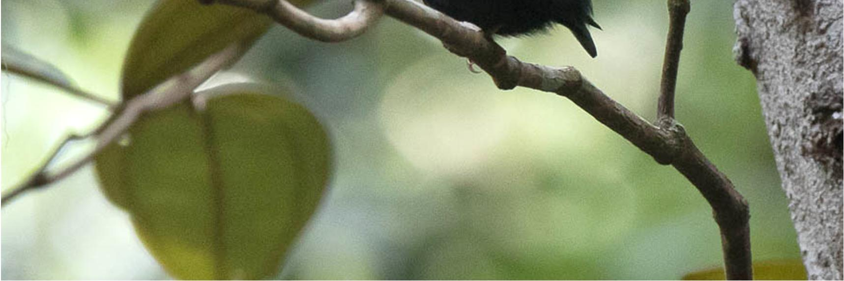 3.11. Mari Mari, 1. Wire-tailed Manakin Pipra filicauda 9.11. Anavilhanas NP, 1/1.