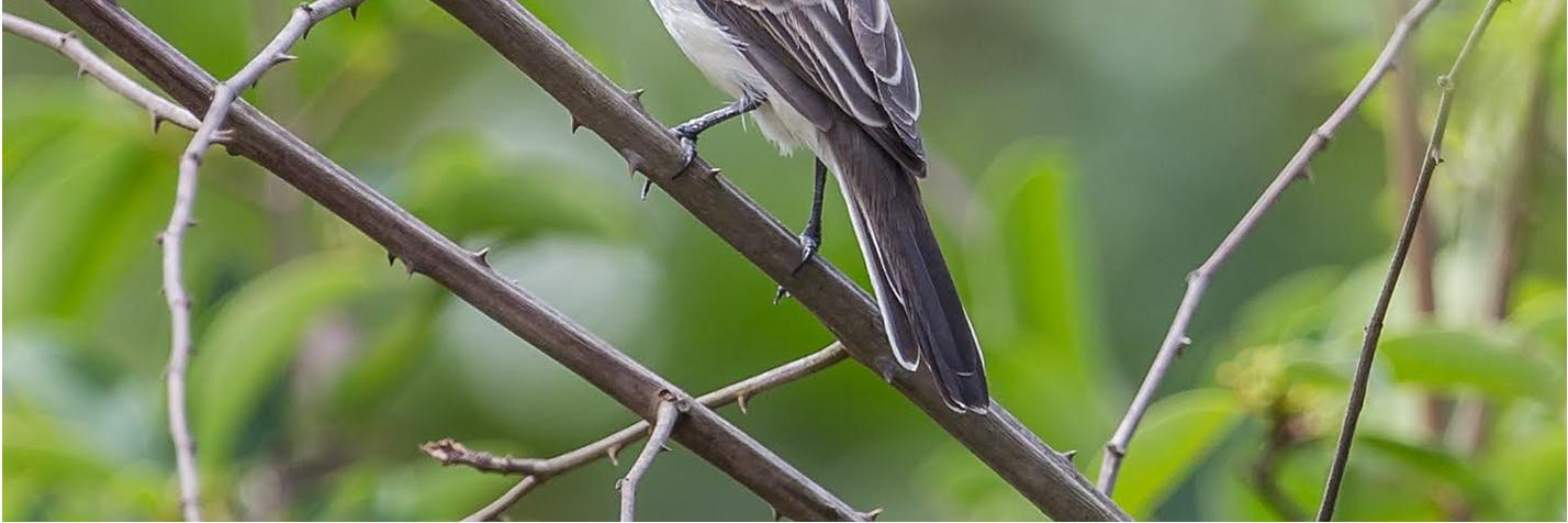 Näimme ja kuulimme lajin kolmena päivänä 2.11.-4.11. Thrush-like Schiffornis jaettiin 2013 viiteen lajiin. Guianan Schifforniksen esiintymisalue on nimen mukaisesti Guianan laatan alue.