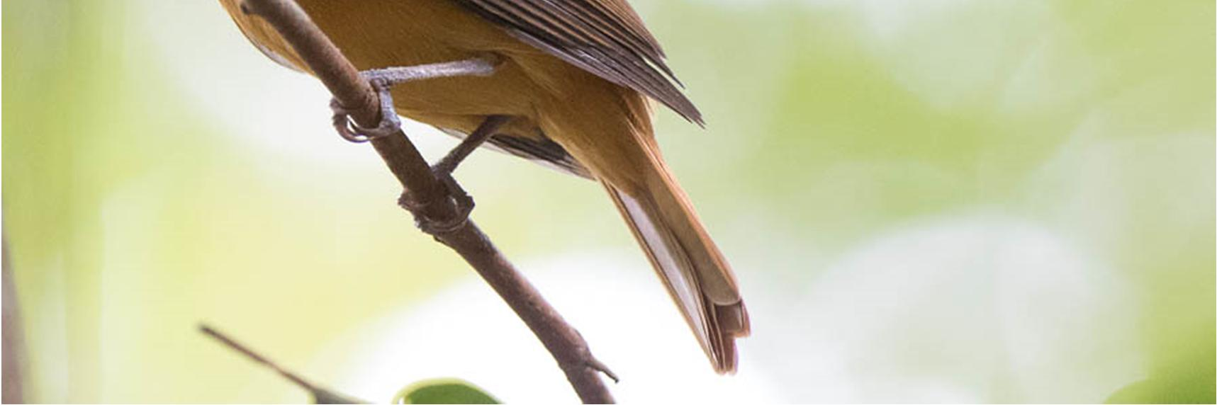 Havaintoja viitenä matkapäivänä, yht. 7. Bright-rumped Attila Attila spadiceus 31.10. Iracema Falls, Ä 1 ja 2.11. Cachoeira da Onca, Ä 1. Rufous-tailed Attila Attila phoenicurus 7.11. Cirandeira Bela, 1 Ä.