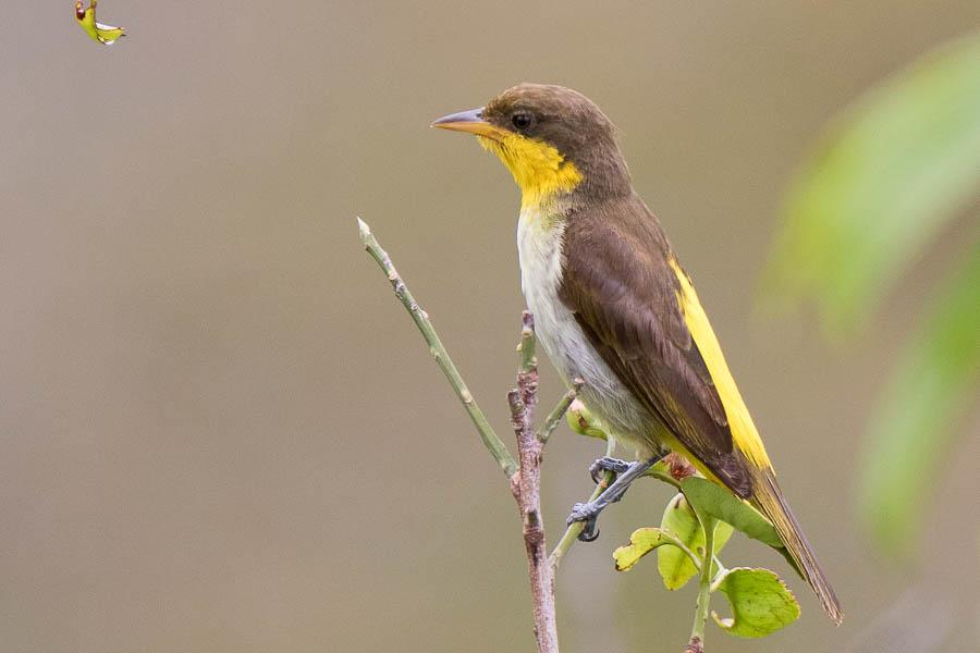 Sayaca Tanager Thraupis sayaca 15.11. Brasília, Botanical garden, puistoalue, 1. Palm Tanager Thraupis palmarum Yleinen ja laajalle levinnyt laji, jonka näimme 14 päivänä, yht. 80 yksilöä.