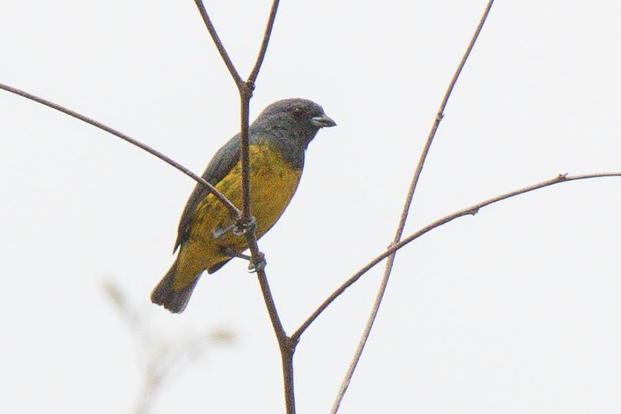 Plumbeous Euphonia, Mari Mari. Blue-black Grosbeak Cyanocompsa cyanoides rotchshildii 31.10. ZF-2 torni, 1 Ä. Osa ryhmästämme näki laulavan linnun kävelyosuudella kohti ZF-2 tornia.