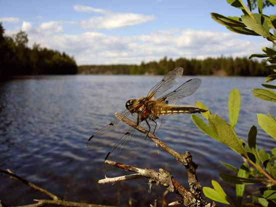 5 Hankkeen päättymisen jälkeen Hankkeen päättymisen jälkeen LUVY perusti viestintätiimin pohtimaan Järvikeskuksen jatkovalmisteluja sekä tiedottamista.