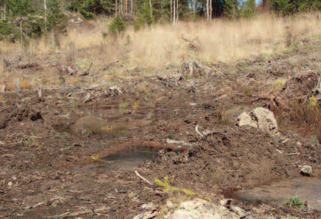 Huolellisella uudistamisella hyviä taimikoita Taimien istutus on yleensä varma ja nopea menetelmä metsän uudistamiseksi. Joskus työn lopputulos ei ole sellainen mitä istuttaja on odottanut.