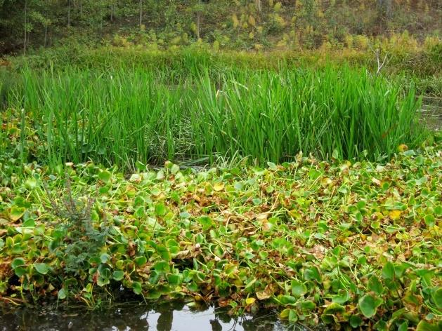 vehka ojasorsimo järvikorte vesitähti sp. palpakko sp. sara sp. haarapalpakko/kurjenmiekka kastikka Kuva 40.