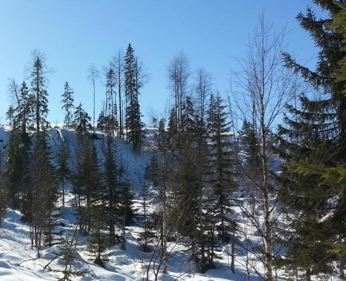 22 Peuravaaralla kuviolla kaksi on hyvin pienialainen rehevä korpi (Kuvio 14). Rehevä korpi sijaitsee hieman muuta ympäröimää maastoa alempana. Kuvio 14.