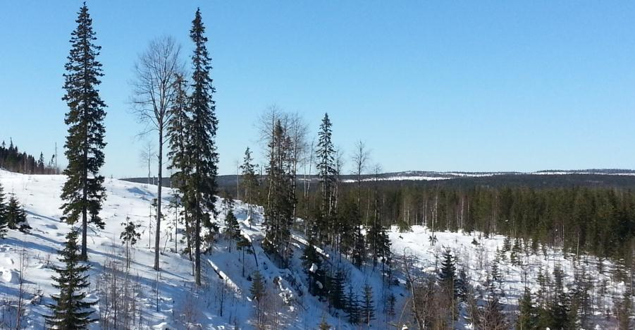 35 5.2 Taimikonhoidon kehitys ja harvennukset Vuoden 1982 metsäsuunnitelman puustotiedot ovat aika puutteelliset verrattuna nykypäivän puustotietoihin.