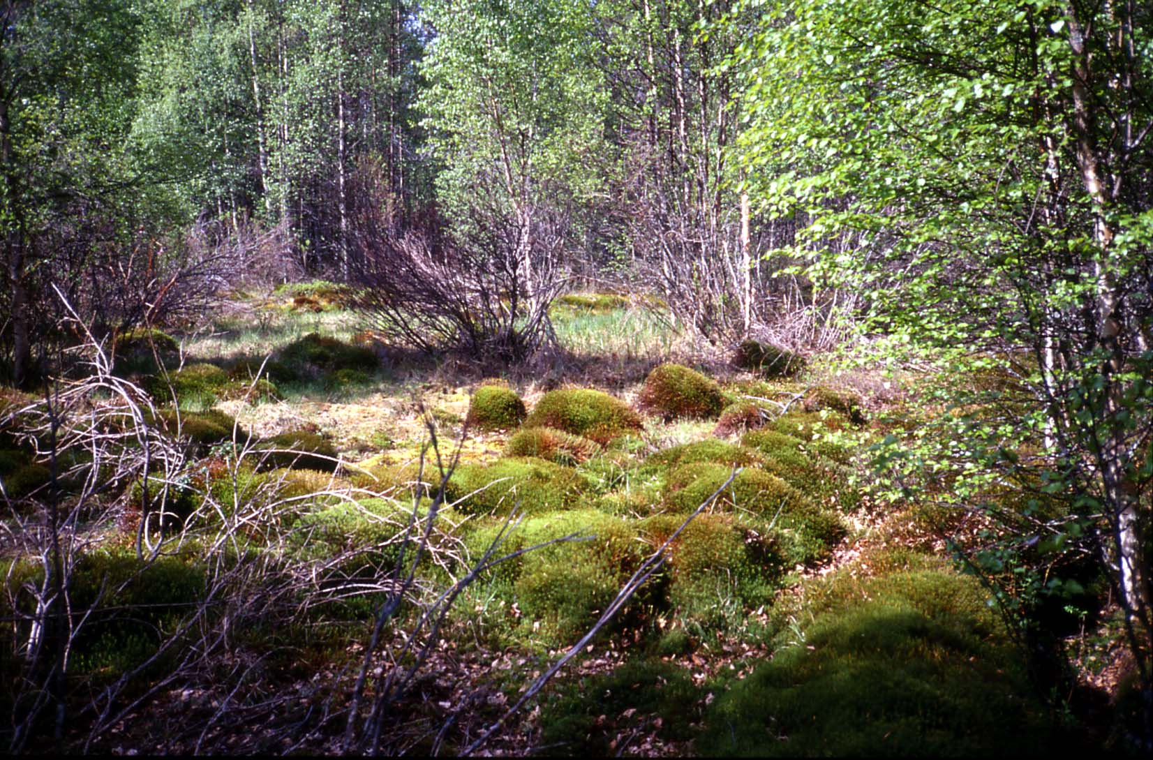 Kiuruvedellä tutkitut suot ja niiden turvevarat. Osa 4 pitkin itään Näläntöjärveen ja edelleen Remesjokea pitkin etelään. Suon keskiosassa on luonnontilaista rimpinevaa. Muilta osin suo on ojitettu.