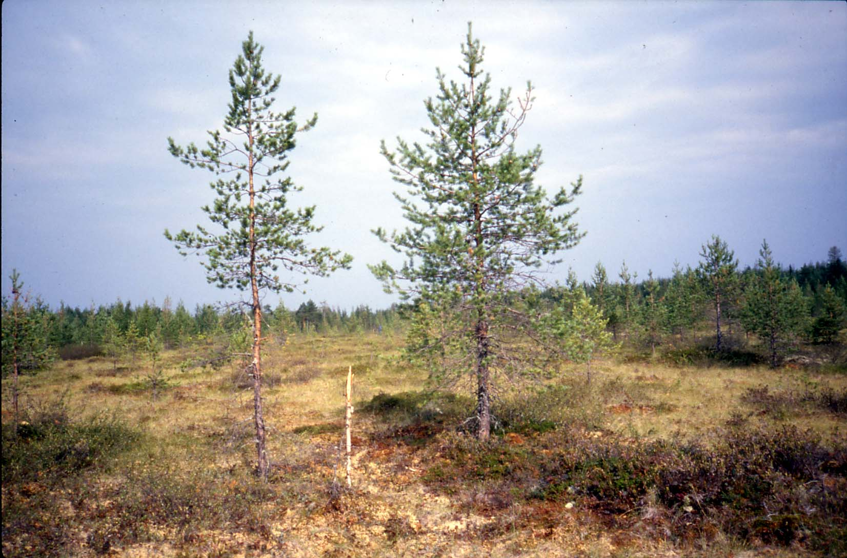 Kiuruvedellä tutkitut suot ja niiden turvevarat. Osa 4 Kuva 11. Lyhytkortista nevarämettä Koivusuon länsiosassa.