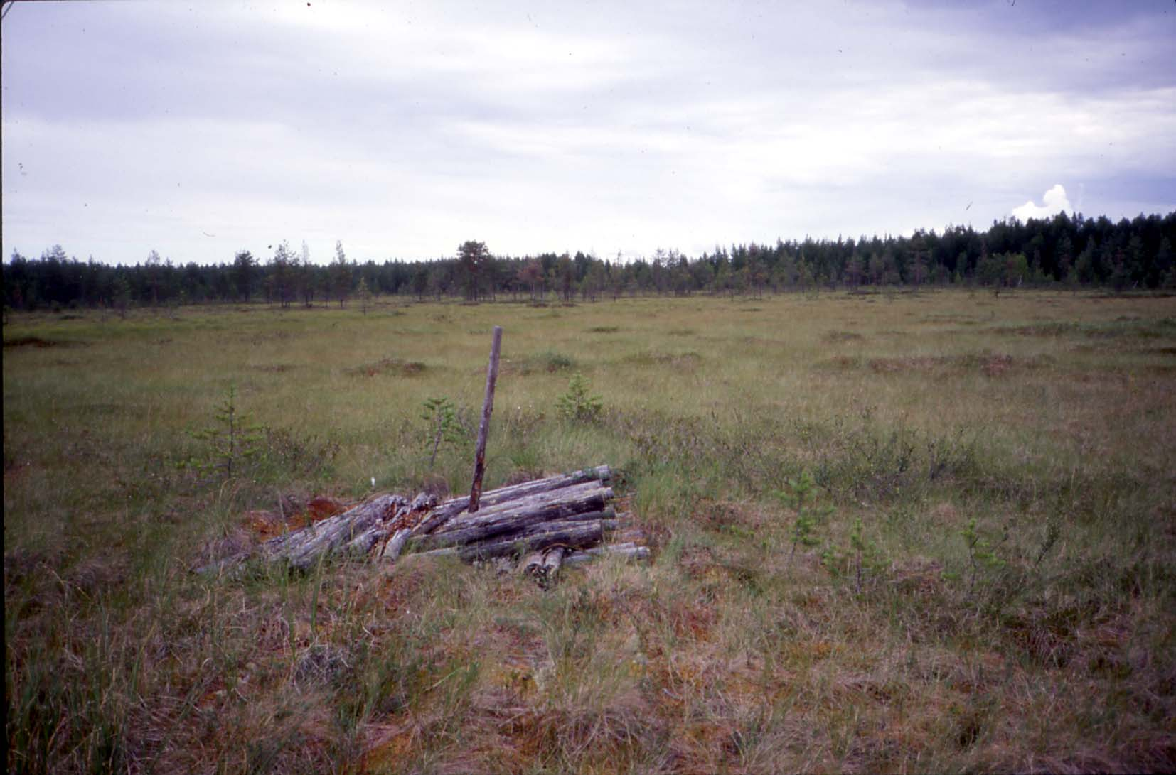 Kuva 14. Rimpinevan muuttumaa Paavonsuon eteläosassa. Niukkaravinteisen rimpinevan kenttäkerroksen valtalajeina ovat mm. mutasara ja leväkkö.