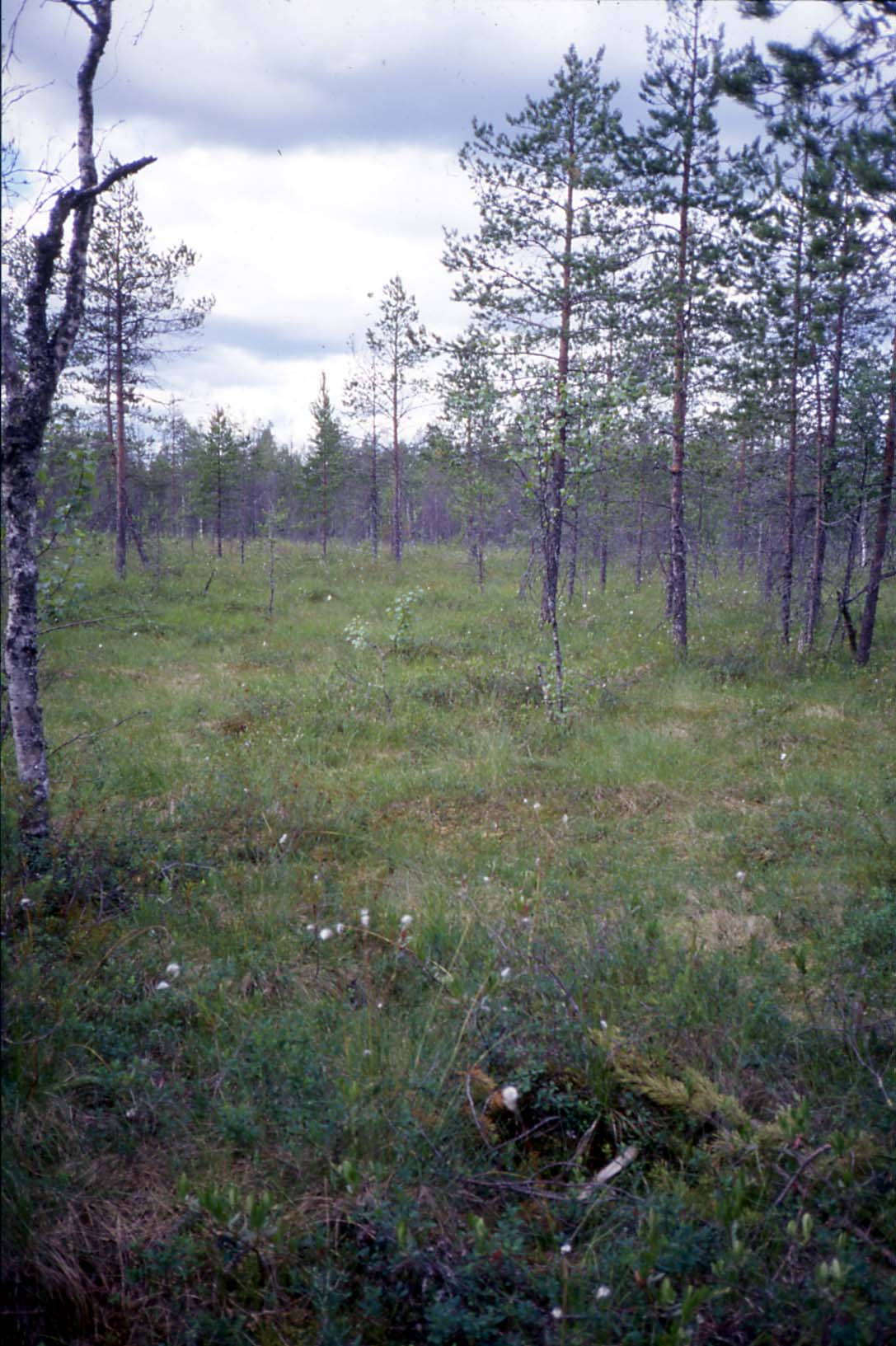 Kiuruvedellä tutkitut suot ja niiden turvevarat. Osa 4 Kuva 20. Lyhytkortista nevarämeen muuttumaa Pohjoispäänlehdon keskiosassa.