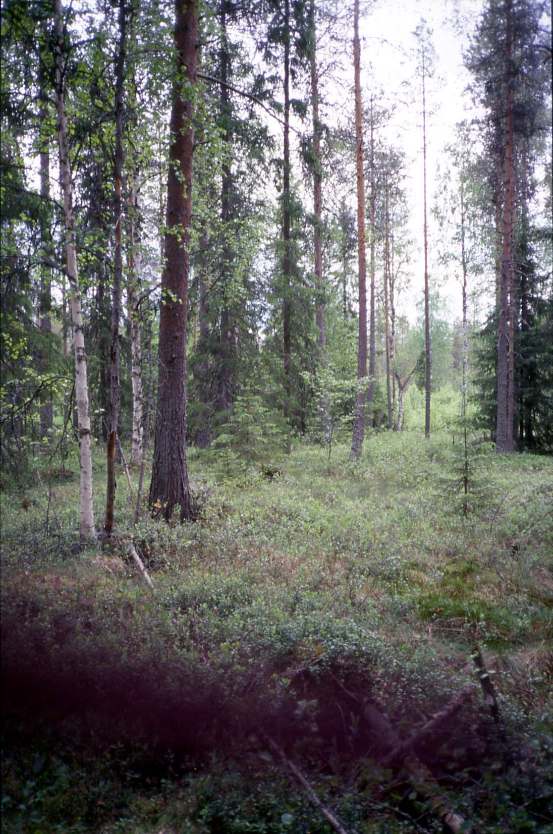 Kiuruvedellä tutkitut suot ja niiden turvevarat. Osa 4 Kuva 27. Puolukkaturvekangasta Talasrämeen keskiosassa.