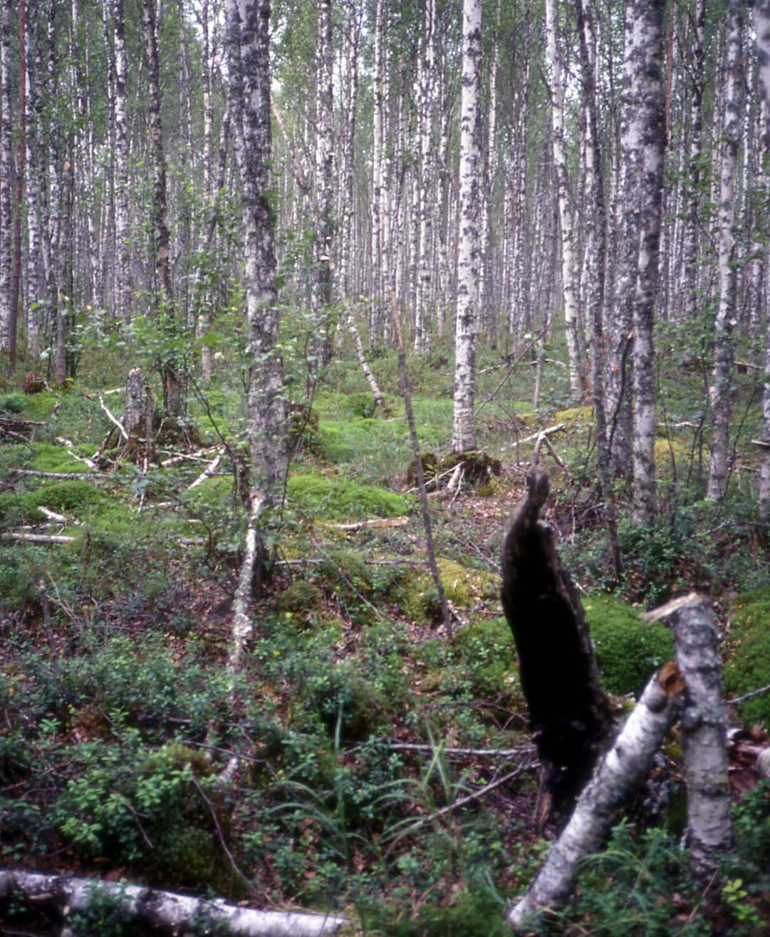 Kuva 35. Tutkimuspisteiden sijainti Olkkossuolla. Kuva 36.