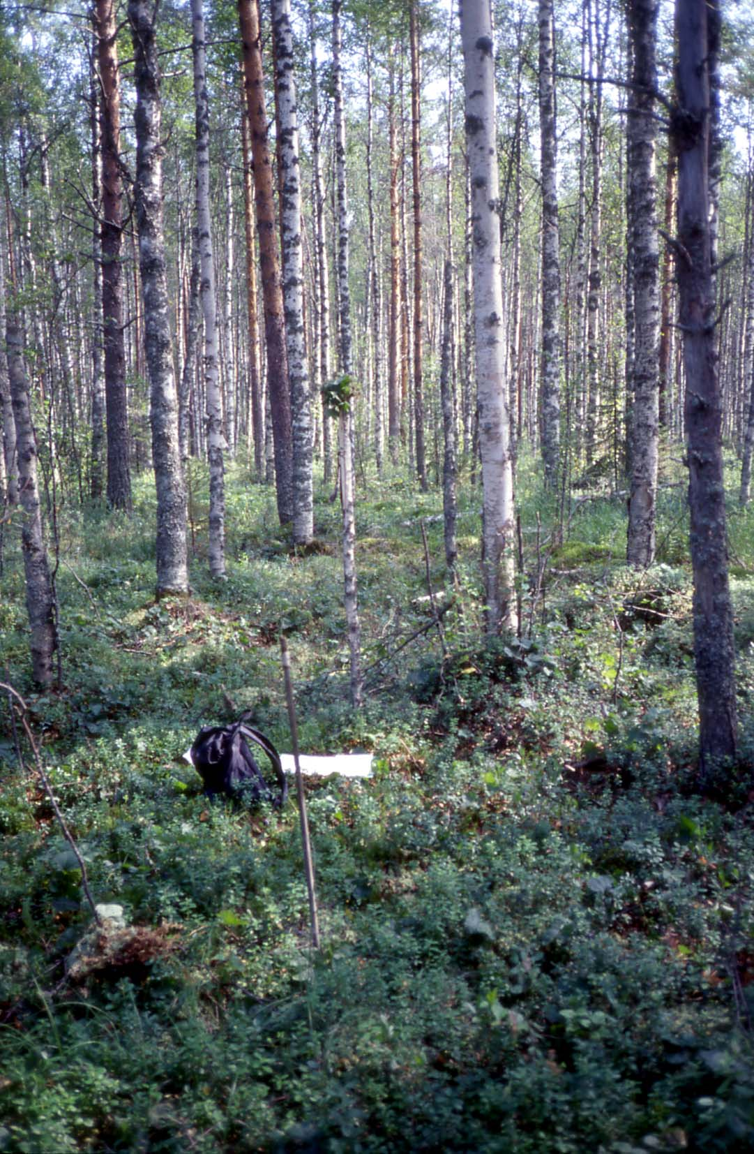 Kuva 40. Puolukkaturvekangas on mänty- ja koivuvaltainen suotyyppi, jonka kenttäkerroksesta rahkasammaleet ovat jo lähes tyystin, ojituksen myötä hävinneet.