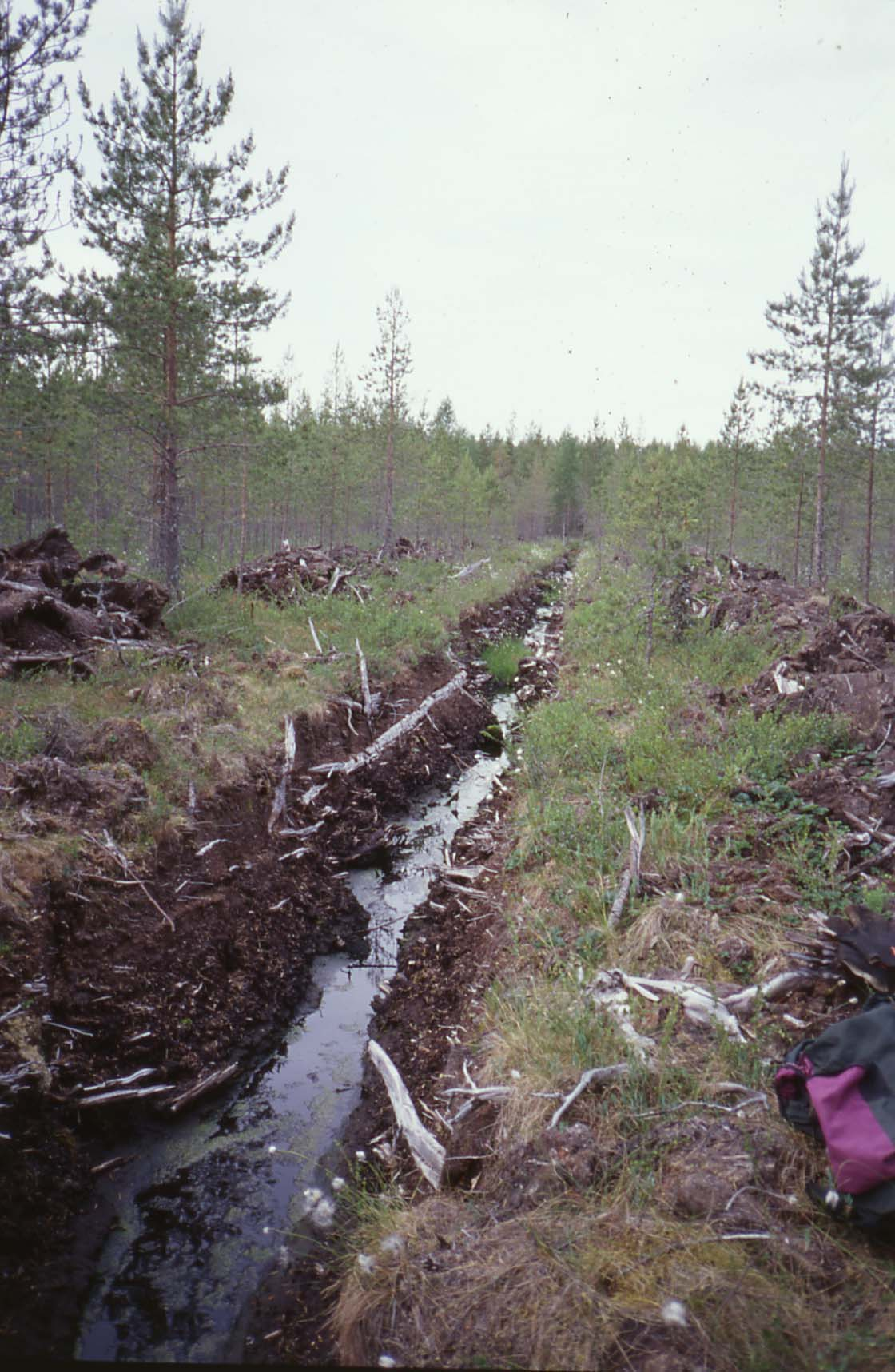 Kiuruvedellä tutkitut suot ja niiden turvevarat. Osa 4 Kuva 43. Ojitettua tupasvillarämettä Rantarämeen eteläosassa. Liekojen runsaus on silmiinpistävän runsasta suon pintakerroksessa.