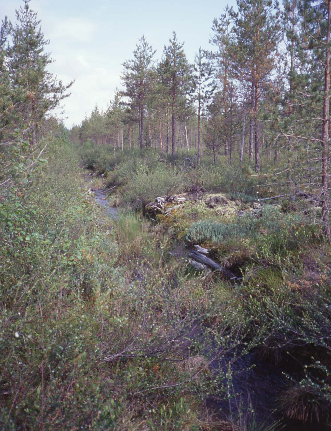 Kiuruvedellä tutkitut suot ja niiden turvevarat. Osa 4 Kuva 45. Umpeutuvaa ojitusta Verkkorämeen keskiosassa. Kuvanottopaikalla on turpeen paksuus 1,8 m (kuva Riitta-Liisa Kallinen). 97.