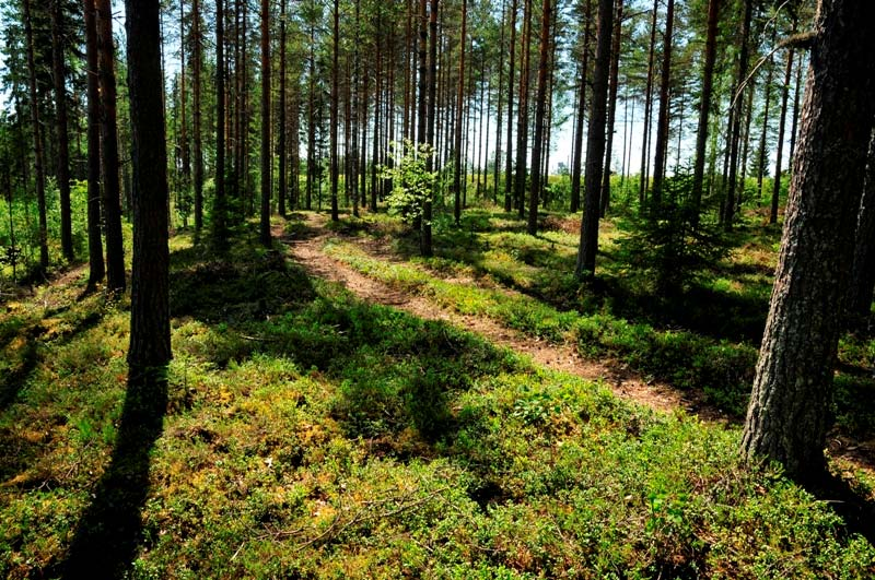 Polvijärvi Suopolvenkangas.