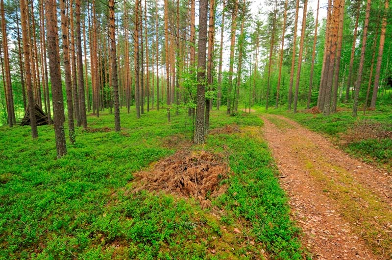 Polvijärvi Kusipuro. (DG1927:1). Yleiskuva asuinpaikasta.