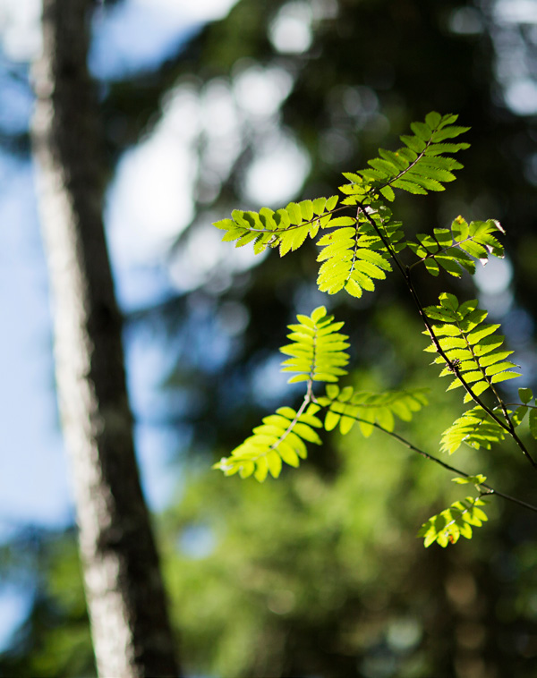 Metsävero-opas 2017 sivu 5 Veroilmoituksen täyttö onnistuu ensikertalaiselta Metsäveroilmoituksen täyttäminen vaatii paneutumista, mutta ei ole ylivoimainen tehtävä.