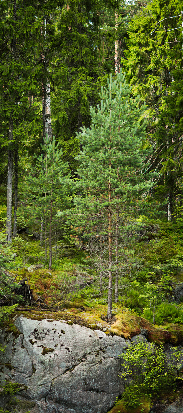 Metsävero-opas 2017 sivu 6 vähennetty ennakonpidätys ja lisätty mahdollinen arvonlisävero.