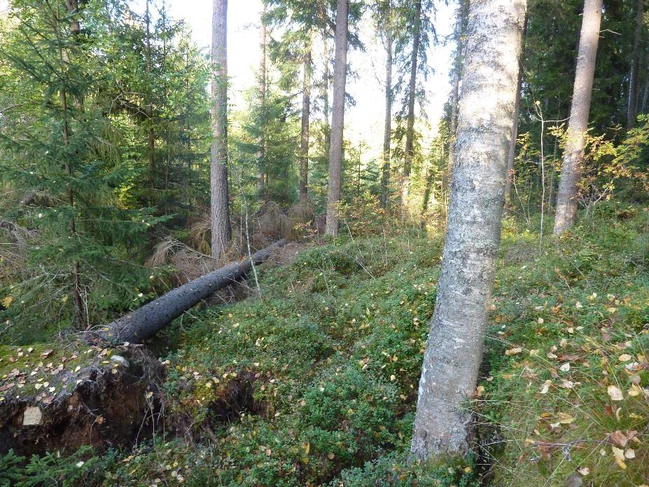 Metsässä leikkiminen häivytti ikä- ja