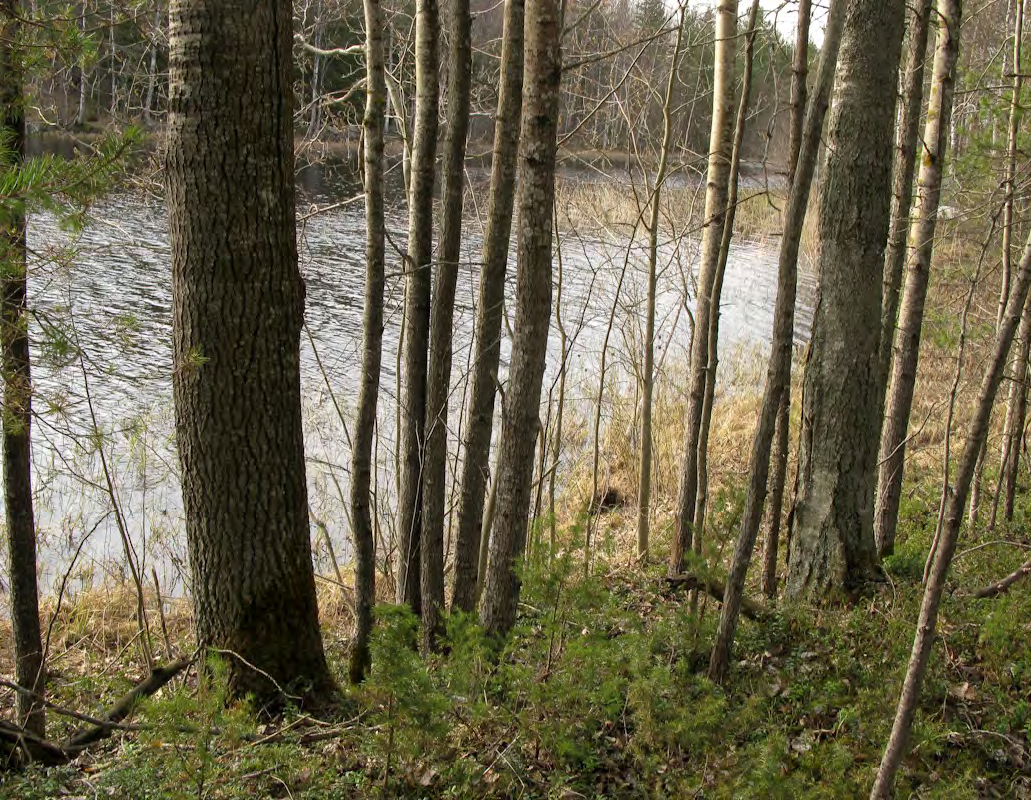 SALMENKYLÄN POHJOISOSAN ASEMAKAAVAN LIITO-