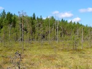 Turvehankkeisiin vaikuttaminen Suokoulutuspäivä 28.5.