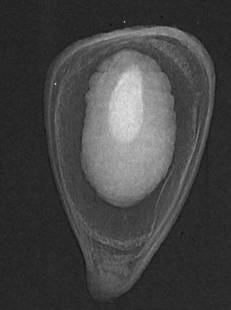 Toukat kuusen siemenissä Kuusen siemenkiilukainen Megastigmus strobilobius Kun siemenen avaa, toukka on valkoinen/väritön SEM kuva: Tillman-Sutela & Kauppi Huom.