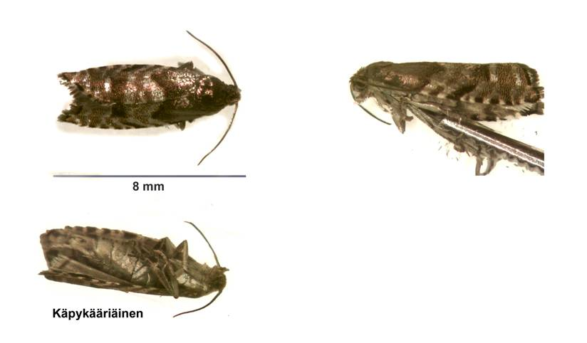 Kuusen käpykääriäinen Cydia strobilella Perhonen, joka munii kukintoihin Yleensä vahinkoa ei näe kävystä ulospäin Nuori,