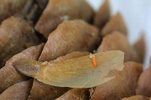 Äkämäsääski Resseliella sp. Pieniä kellertäviä, oranssin tai punertavan värisiä toukkia käpysuomujen välissä.