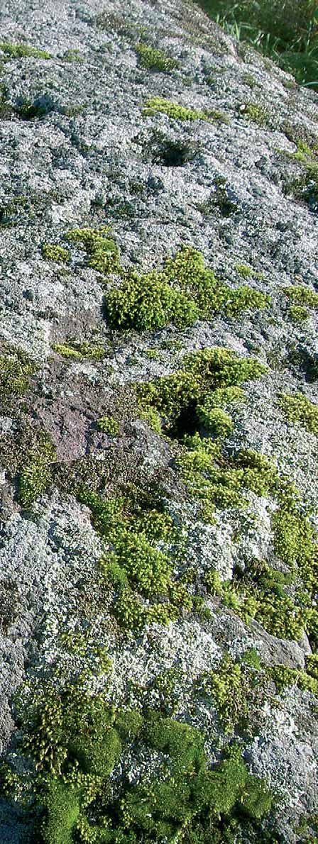 SACRIFICIAL STONES Sacrificial stones, otherwise known as cup-marked stones, are the most prevalent group of ancient remains to be found in Sysmä.