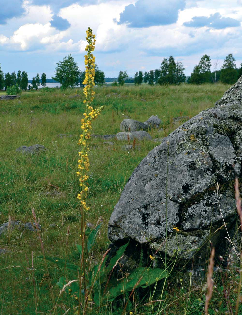 nökseksi. Hautalöytöihin kuului mm. miekan osia, keihäänkärkiä, veitsiä, kilven osia, tulusrauta, hopeoitu vyönhela, solkia sekä rannerenkaita. Kaikki löydöt ajoittuvat 500-600 luvuille.