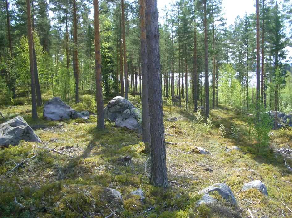 4 Alla: Sähkölinjaa ja vanhaa peltoa teollisuusalueen itäreunalla.