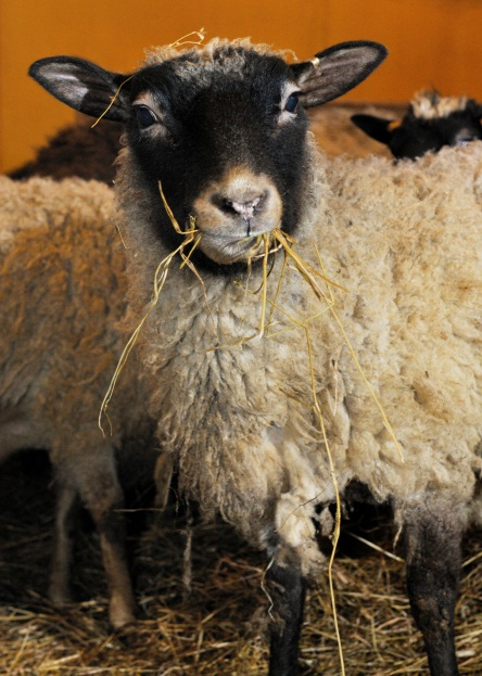 Alkuperäisrotujen kasvattaminen Sopimus tehdään, jos Lampaat ja vuohet, 0.9 eläinyksikköä - vähintään 5 kpl yli 1-v. eläintä Naudat, 1.