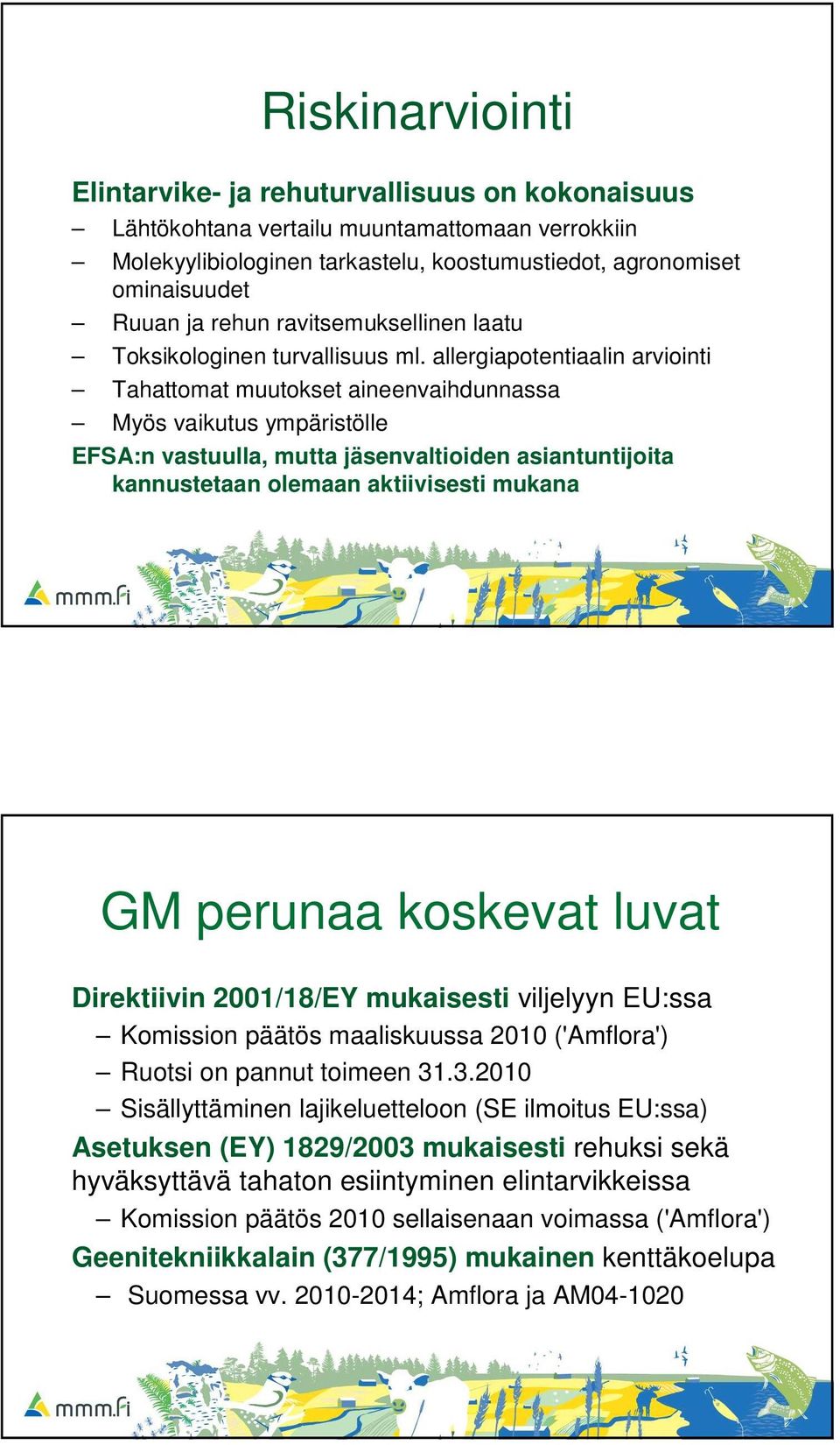 allergiapotentiaalin arviointi Tahattomat muutokset aineenvaihdunnassa Myös vaikutus ympäristölle EFSA:n vastuulla, mutta jäsenvaltioiden asiantuntijoita kannustetaan olemaan aktiivisesti mukana GM