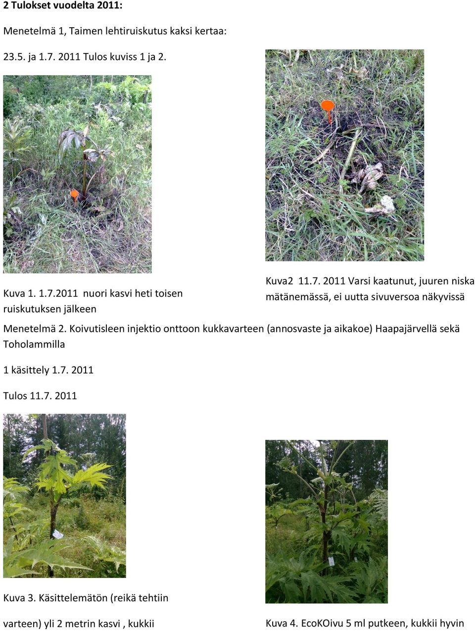 Koivutisleen injektio onttoon kukkavarteen (annosvaste ja aikakoe) Haapajärvellä sekä Toholammilla 1 käsittely 1.7. 2011 Tulos 11.7. 2011 Kuva 3.