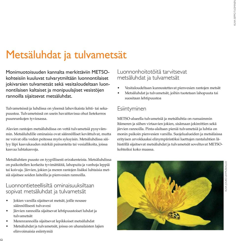 Tulvametsissä on usein havaittavissa ohut lietekerros puunrunkojen tyviosassa. Alavien rantojen metsäluhdissa on vettä tulvametsiä pysyvämmin.