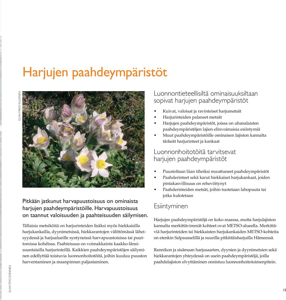 Luonnonhoitotöitä tarvitsevat harjujen paahdeympäristöt KUVA: TIMO SOININEN Pitkään jatkunut harvapuustoisuus on ominaista harjujen paahdeympäristöille.