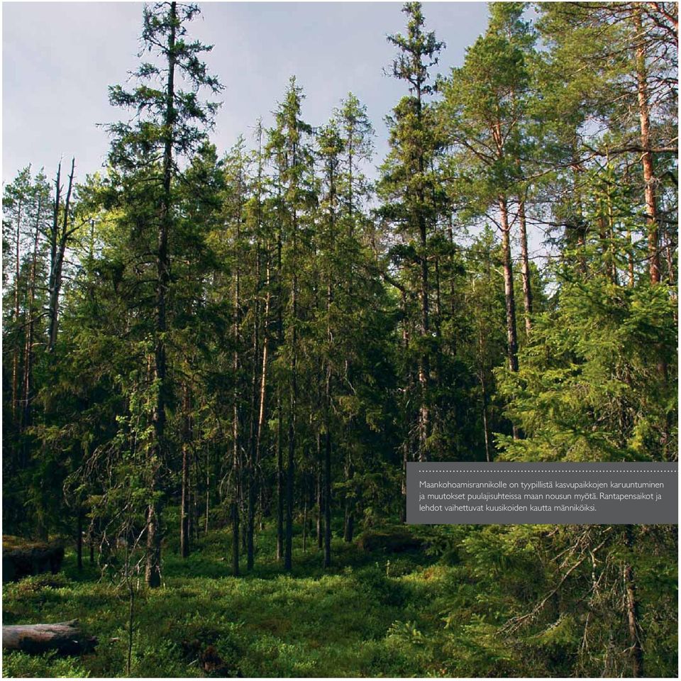 puulajisuhteissa maan nousun myötä.