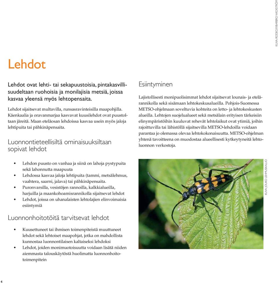 Maan eteläosan lehdoissa kasvaa usein myös jaloja lehtipuita tai pähkinäpensaita. KUVA: RODEO.