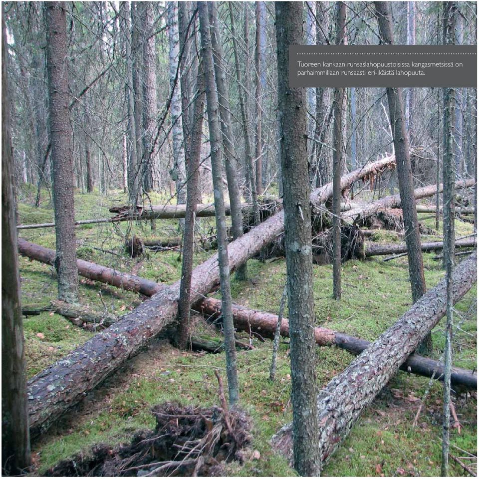 kangasmetsissä on