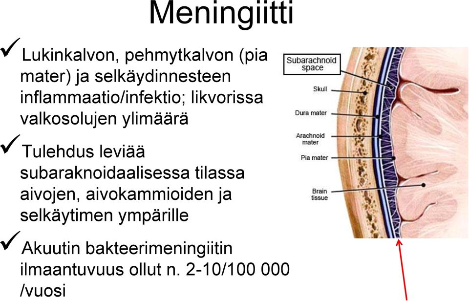 subaraknoidaalisessa tilassa aivojen, aivokammioiden ja selkäytimen
