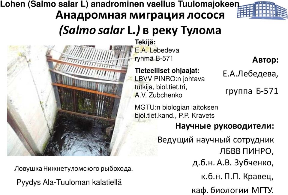 a-Tuuloman kalatiellä Tekijä: E.A. Lebedeva ryhmä B-571 Tieteelliset ohjaajat: LBVV PINRO:n johtava tutkija, biol.tiet.tri, A.