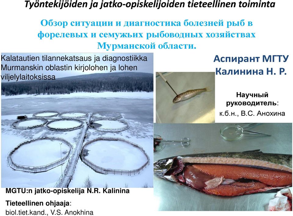 Kalatautien tilannekatsaus ja diagnostiikka Murmanskin oblastin kirjolohen ja lohen viljelylaitoksissa Аспирант
