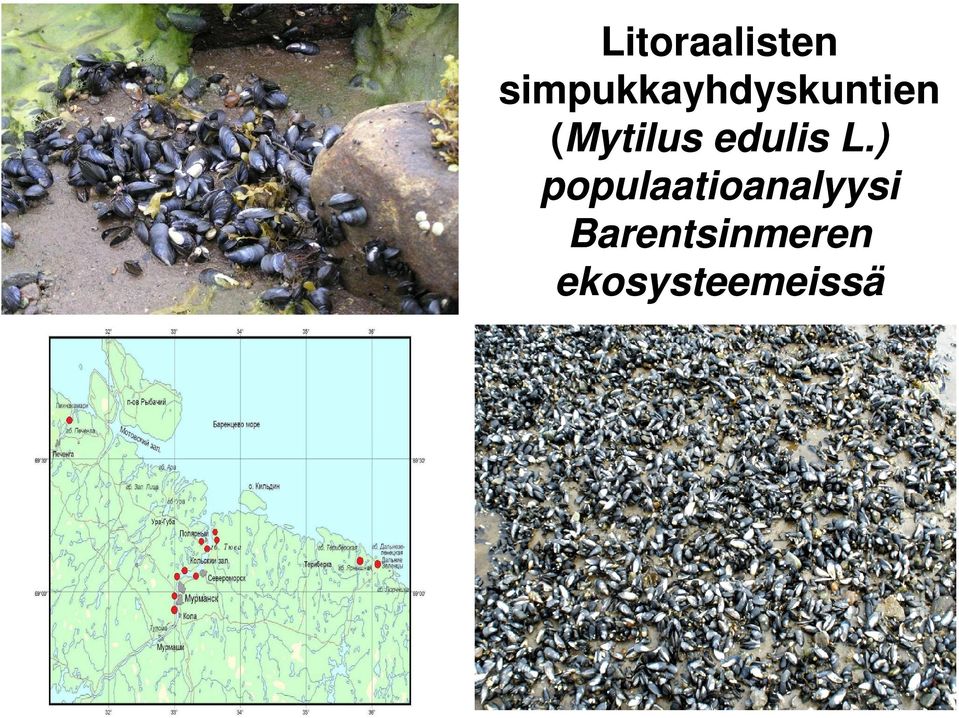 (Mytilus edulis L.