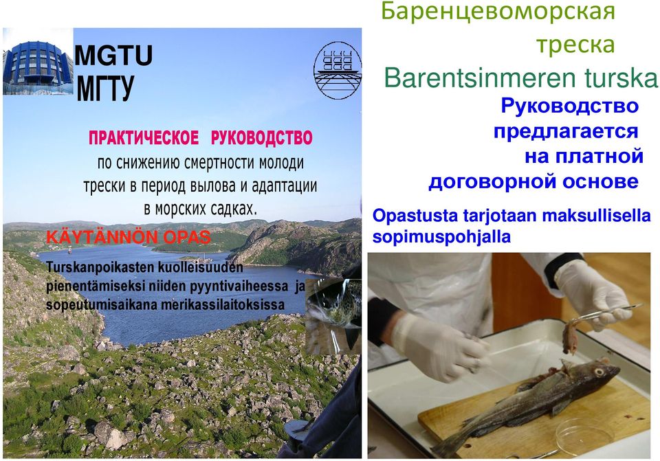KÄYTÄNNÖN OPAS Баренцевоморская треска Barentsinmeren turska Руководство предлагается на платной