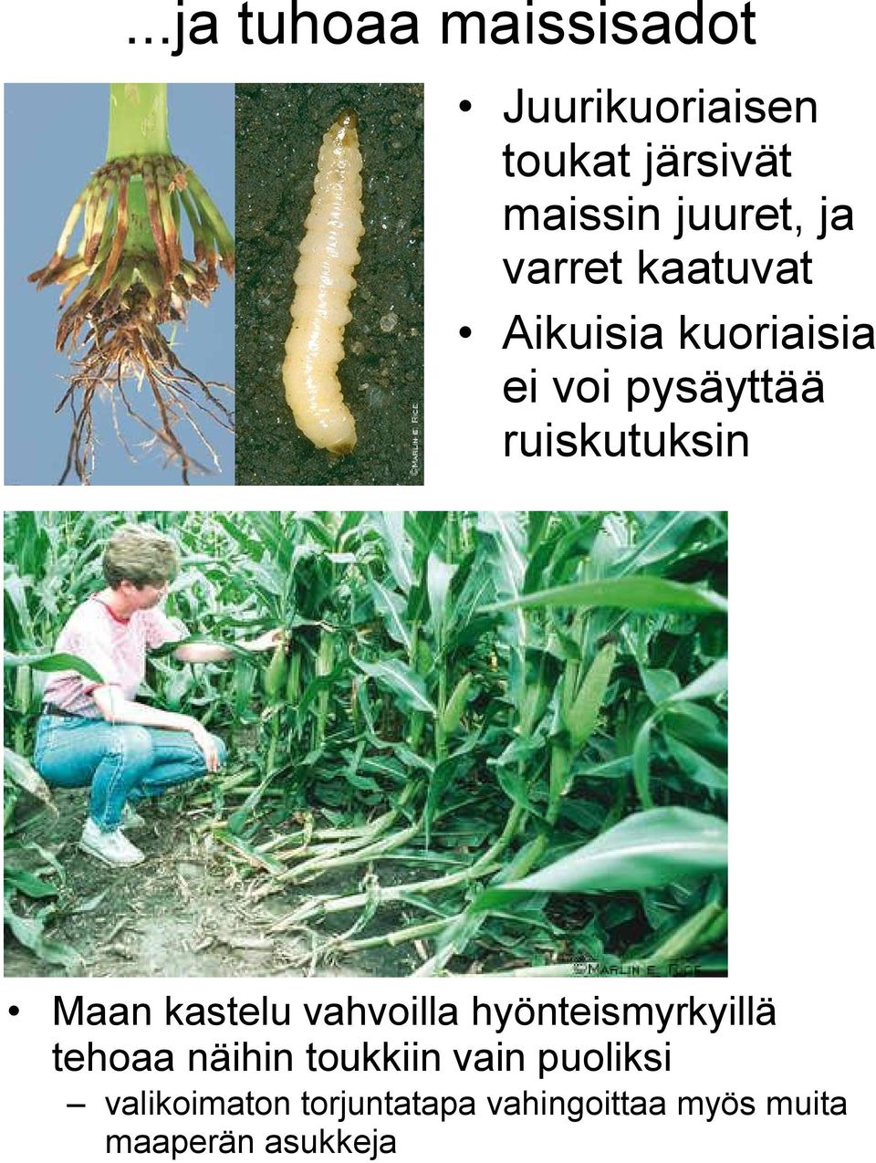 ruiskutuksin Maan kastelu vahvoilla hyönteismyrkyillä tehoaa näihin