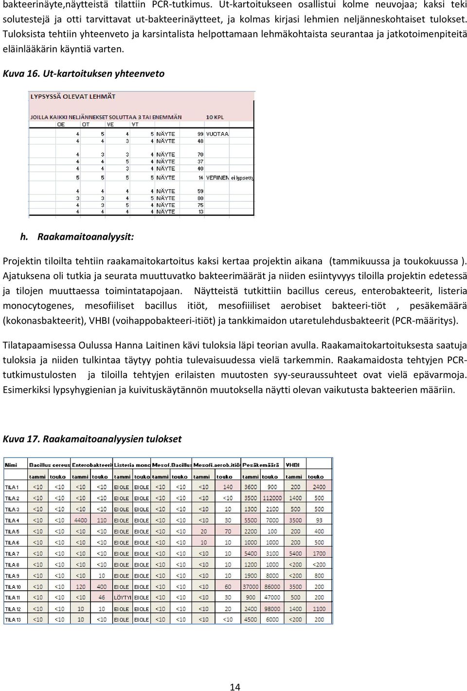 Tuloksista tehtiin yhteenveto ja karsintalista helpottamaan lehmäkohtaista seurantaa ja jatkotoimenpiteitä eläinlääkärin käyntiä varten. Kuva 16. Ut-kartoituksen yhteenveto h.